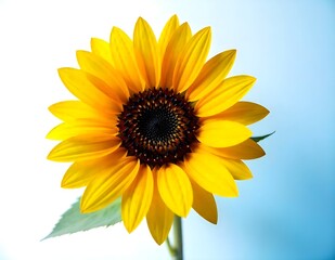 Obraz premium sunflower on white background