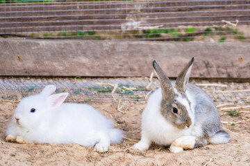 A Fluffy White Bunny and Its Gray Companion Relaxing in Perfect Tranquility