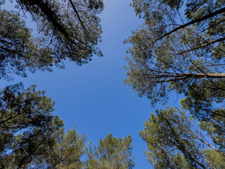 A tranquil path winds through tall pine trees in the picturesque forest of Saint Pierre de Mons, surrounded by vibrant underbrush on a clear day.
