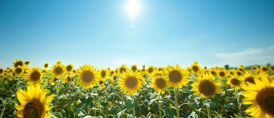 Obraz premium An expansive field of blooming sunflowers stretches towards the horizon under a brilliant blue sky, embodying the essence of a perfect summer day..
