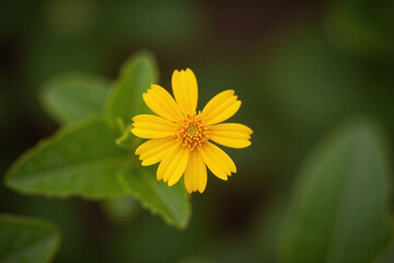 single yellow flower in the middle of green field
