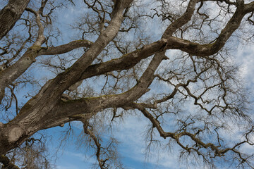 Intricate, bare branches extend towards a cloudy sky, displaying the unique structure of the tree. The scene evokes a sense of calmness in a natural environment.