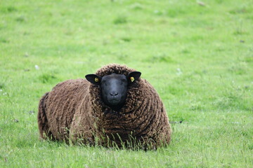 Schafe in Nordfriesland