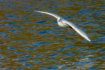 飛翔するユリカモメ