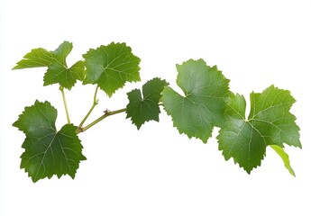 Green Grapevine Branch With Leaves Isolated On White Background