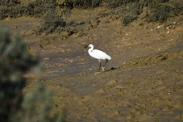 Little Egretta garzetta gracefully exploring the marshlands.