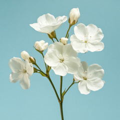 Obraz premium beautiful bouquet of white flowers against light blue background, showcasing delicate petals and budding blooms, evoking sense of tranquility and freshness