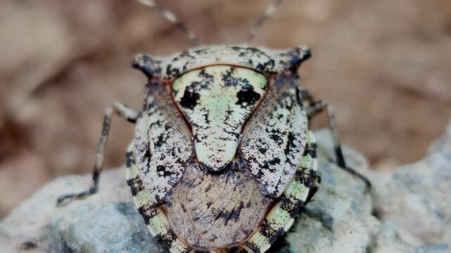 한국,곤충,노린재,얼룩대장노린재,Korea, Insects,a stinkbug, a shield bug, a soldierbug, a pentatomid