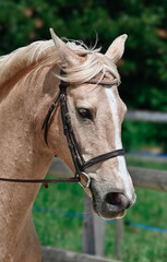 Fototapeta premium cheval palomino