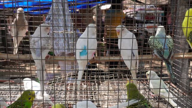 Multiple colour parakeets are inside the cage in a market settings for sale 