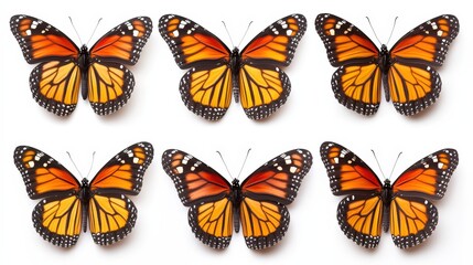 A stunning monarch butterfly reveals intricate orange and black wings adorned with delicate white spots, paired with a sleek black body—a true masterpiece of nature's artistry. (141 characters)