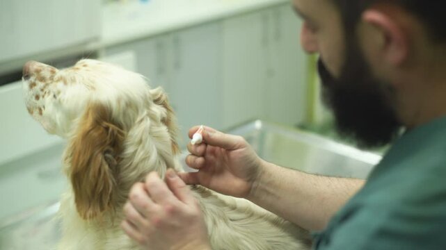 A vet placing anti-parasite oil on a setter dog back in an animal hospital
