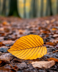 Single golden autumn leaf on forest ground
