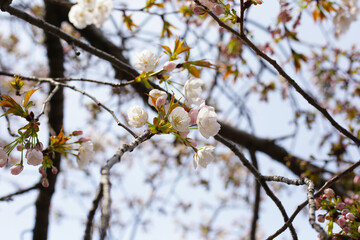 Branches of sakura flowers, cherry blossom