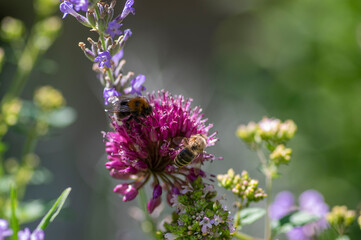 Allium Sphaerocephalon round headed garlic plant in bloom, purple bald head flowering ornamental onion