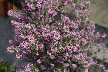Pink flowers of Calluna vulgaris, commonly known as heather