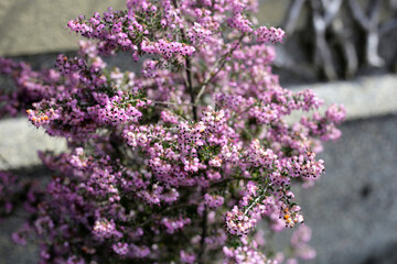 Obraz premium Pink flowers of Calluna vulgaris, commonly known as heather