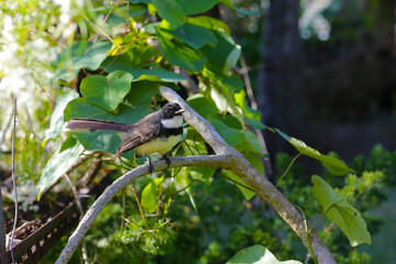 A Malaysian Pied Fantail (Rhipidura javanica) perched on a branch.