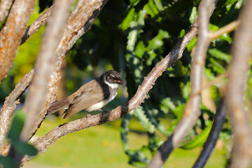 A Malaysian Pied Fantail (Rhipidura javanica) perched on a branch.