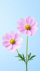 Two light pink cosmos flowers with yellow centers on a light blue background