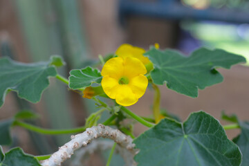 Yellow flowers and lobed leaves of Uncarina peltata, a succulent plant