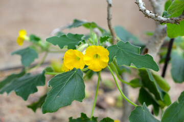 Yellow flowers and lobed leaves of Uncarina peltata, a succulent plant