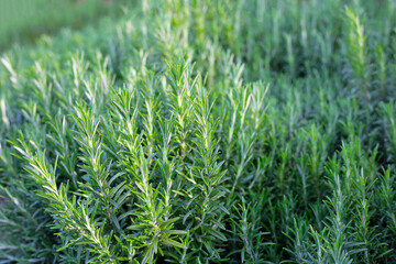 Rosemary plant, Fresh herb in the garden