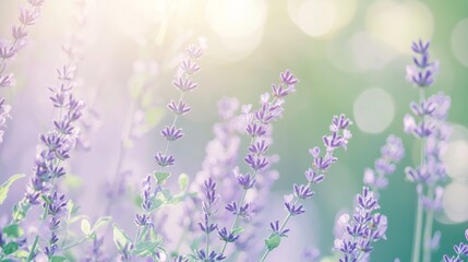 A soft green and lavender gradient. Featuring green merging into light lavender. Emphasizing freshness and calm. Ideal for nature and wellness visuals