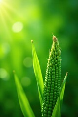 Vibrant green corn shoots, sunlit, textured background, organic, image, fresh