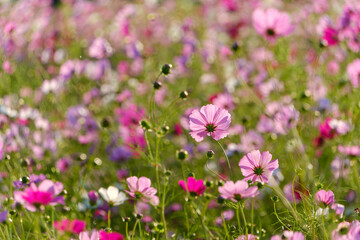 夕陽に照らされる秋のコスモス畑