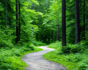 Obraz premium Winding path through lush green forest, sunlight dappled