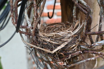 bird nest in iron braces 
