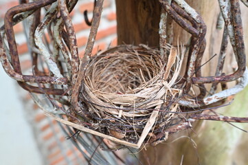 bird nest in iron braces 