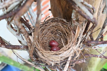 bird nest in iron braces with 2 red eggs