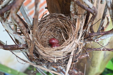 bird nest in iron braces with 2 red eggs