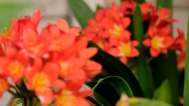 Clivia miniata in full bloom with vivid orange flower blossoms, rack focus