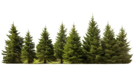 Coniferous forest on a transparent background png.


