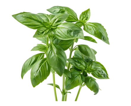Fresh basil leaves isolated on a clean white background, perfect for cutouts and culinary designs
