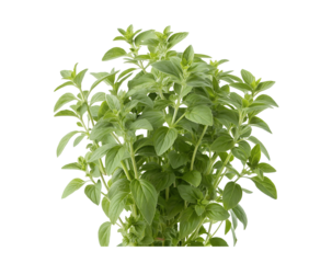 Fresh oregano herb, isolated on a white transparent background. High-resolution cutout with detailed green leaves and natural texture. Perfect for culinary, botanical, or food-related designs