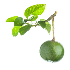 Fresh Avocado with leaf isolated on white background