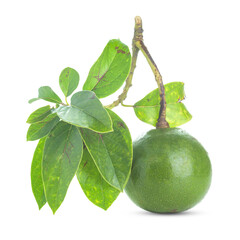 Fresh Avocado with leaf isolated on white background