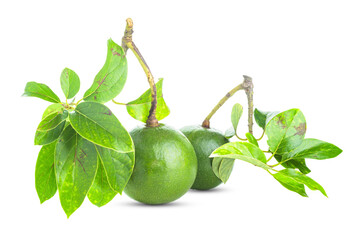Fresh Avocado with leaf isolated on white background