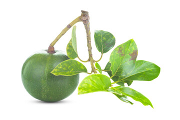 Fresh Avocado with leaf isolated on white background