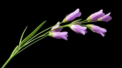 Naklejka premium Striking floral portrait single flower radiance against dark backdrop vibrant