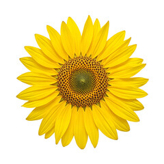 Fototapeta premium Vibrant golden sunflower bud with tightly packed unfolding petals showcasing a dark seed filled center on a clean white background