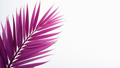 Fototapeta premium Fresh palm leaf in stunning pink and purple hues against white background, vibrant, tropical