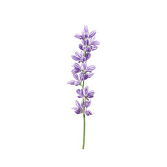 Naklejka premium Delicate lavender sprig with purple blossoms on slender green stem Isolated on white Perfect for aromatherapy or nature themed designs