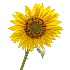 Obraz premium Vibrant yellow sunflower with seeds in the center distinctive golden petals and green stalk on a white background