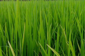 Close up Green Rice Field Texture