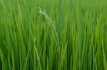 Naklejka premium Rice Field with Rice Panicle